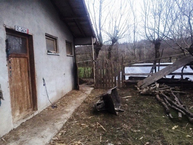 Bartın’da Hayvan Hırsızları 4 Büyükbaş Hayvan Daha Çaldı