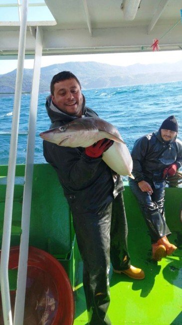 Amasra’da Balıkçıların Ağına Köpekbalığı Takıldı