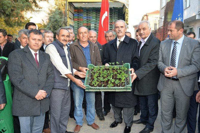 Çilekte Kalite Büyükşehir İle Artıyor