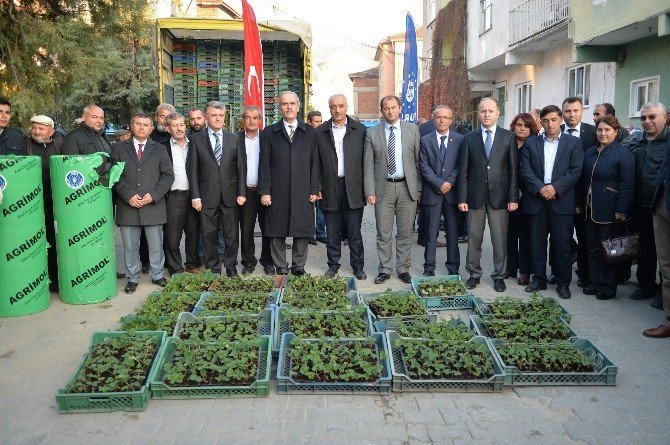 Çilekte Kalite Büyükşehir İle Artıyor