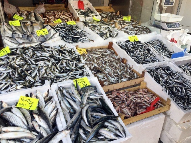 Hamsinin Kilosu 15 Tl’ye Yükseldi