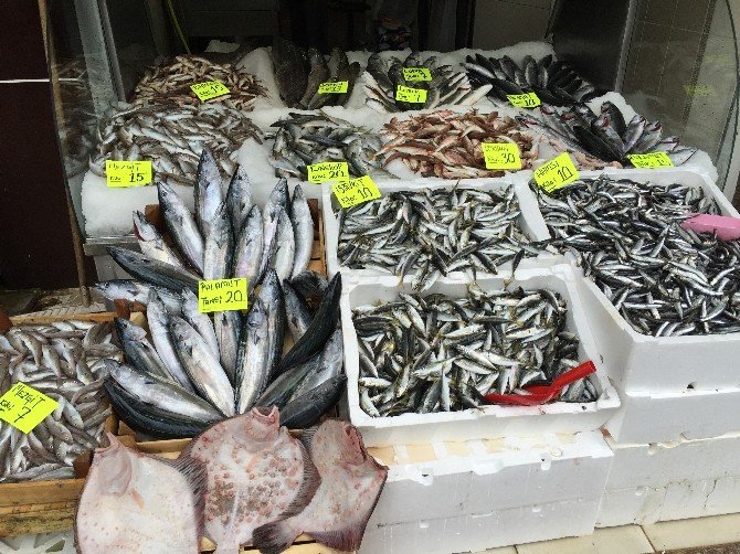 Karadeniz’de Balık Bolluğu