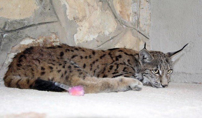 Bayburt’ta Bulunan Yaralı Vaşak Tedavi İçin Erzurum’a Gönderildi