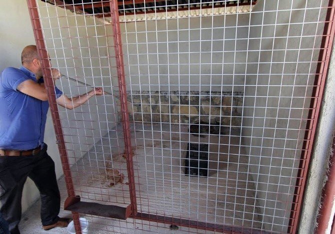 Bayburt’ta Bulunan Yaralı Vaşak Tedavi İçin Erzurum’a Gönderildi