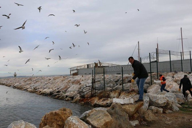 Yalova’da Balık Artıkları Martılara Yem Oluyor