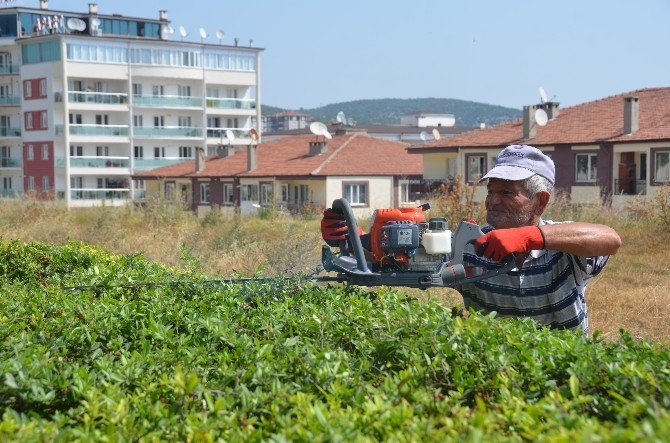 Bilecik Belediyesi’nin Bakım Ve Düzenleme Çalışmaları