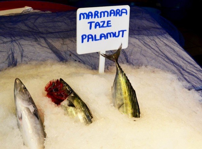Marmara’da Palamut Bereketi