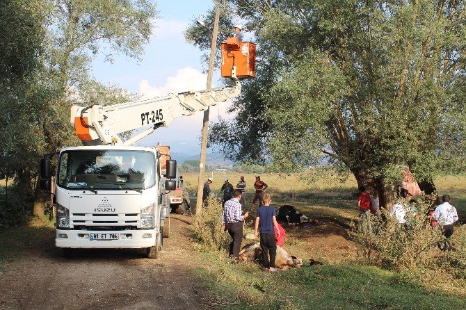 Bolu’da Elektrik Akımına Kapılan 4 İnek Telef Oldu