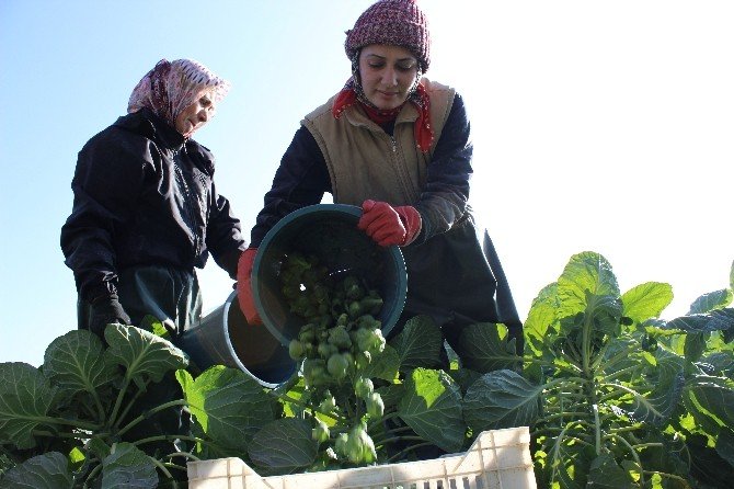 Brüksel Lahanasına Rusya Darbesi