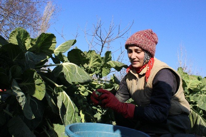 Brüksel Lahanasına Rusya Darbesi
