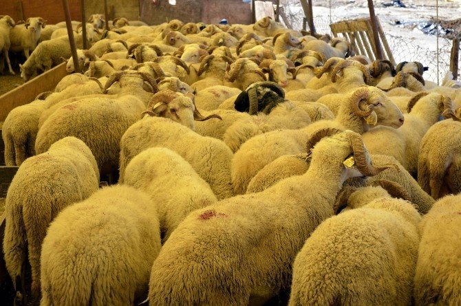 Pazarda Kurbanlık Çok, Alıcı Yok