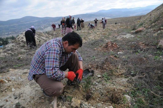 Maden Sahaları Ağaçlandırılıyor