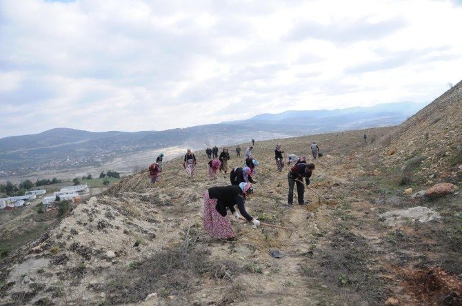 Maden Sahaları Ağaçlandırılıyor