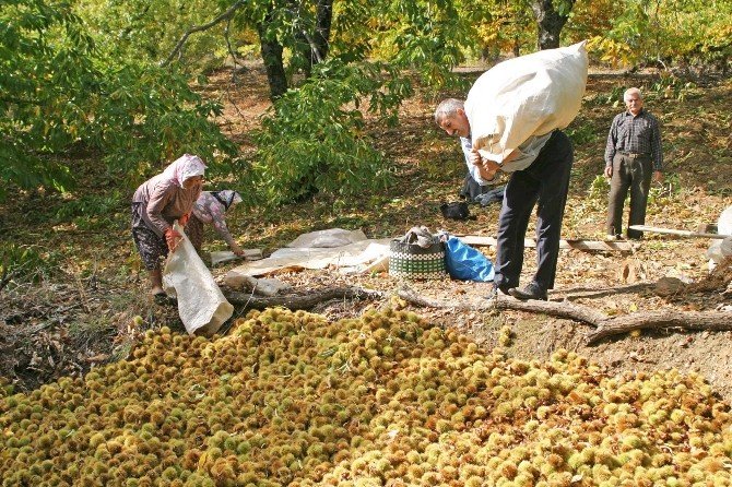 Kestane Bereketi