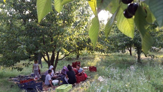 Dağ Kirazı Dalında Kaldı