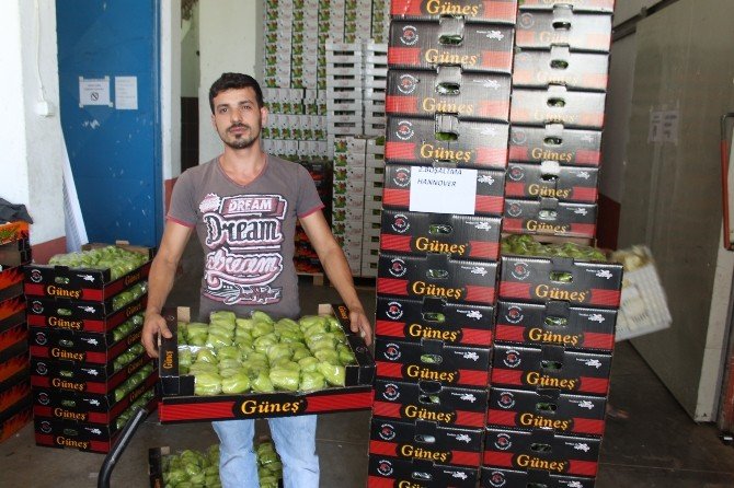 Yenişehir Biberi İhraç Ediliyor