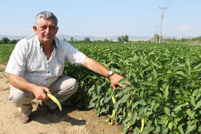 Yenişehir Biberi İhraç Ediliyor