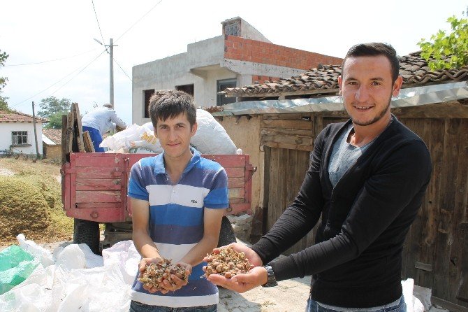 Fındık, Üreticinin Yüzünü Güldürdü