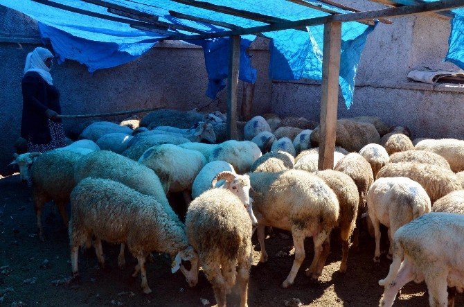 Küçükbaş Hayvan Büyükbaşa Göre Daha Uygun