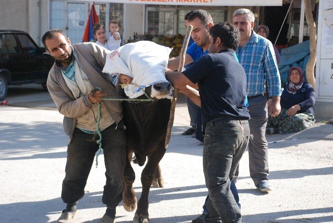 Tokat’ta Acemi Kasaplar Hastanelik Oldu