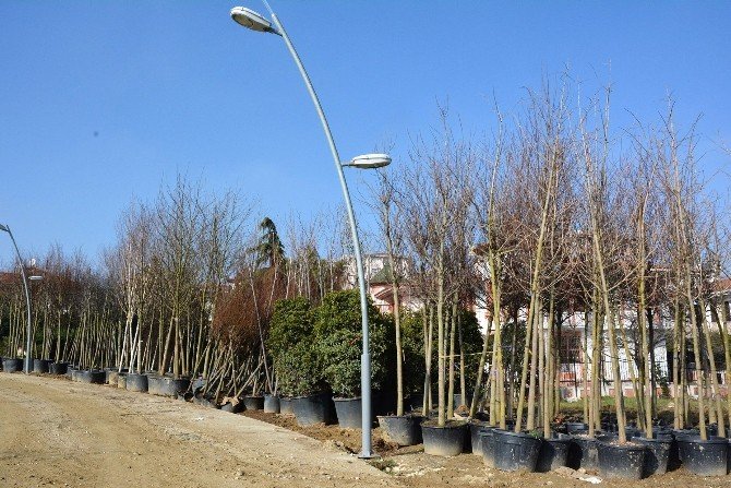 Büyükçekmece’de Ağaç Dikmeyenin Nikahı Kıyılmayacak