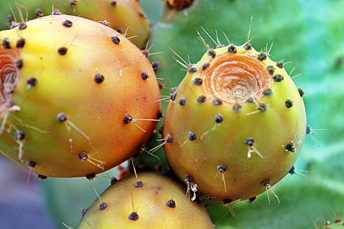 Dikenli İncirdeki Gizli Tehlike