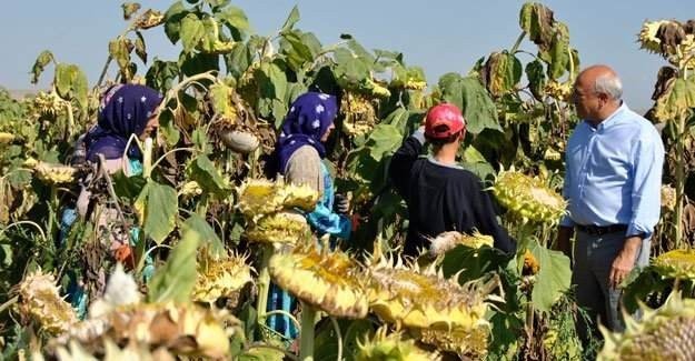 Çakırözer Ayçiçeği Tarlasında