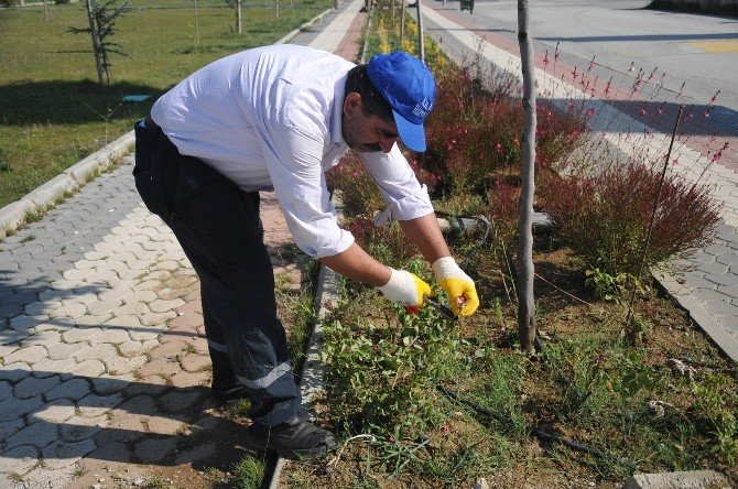 Bozüyük’te Yeşil Alanlar Her Zaman Bakımlı Ve Güzel