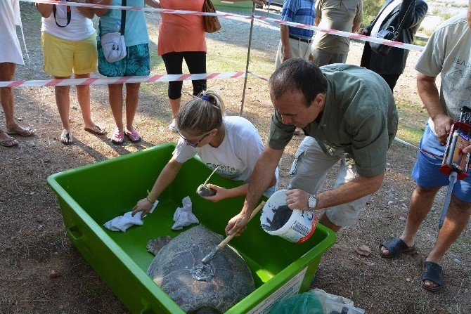 Caretta Carettalar Denizle Buluştu