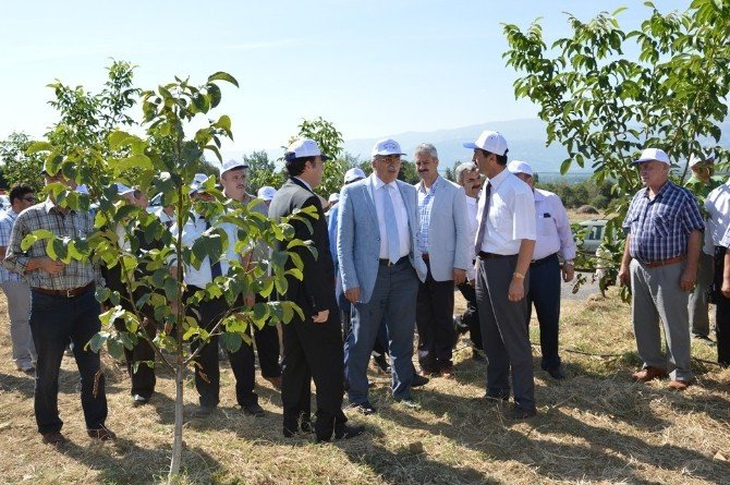 Cevizin Başkenti Niksar’da “Ceviz Paneli” Yapıldı