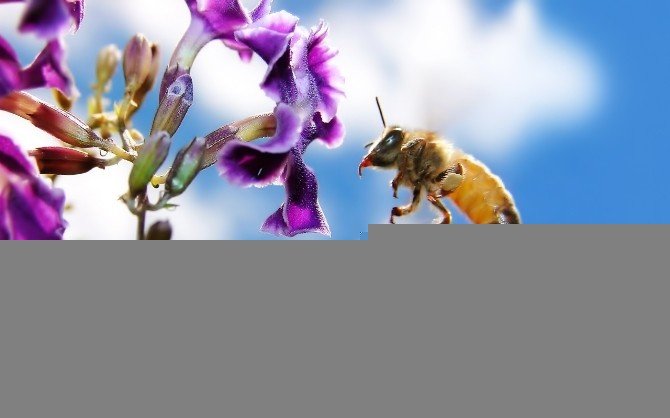 Cildinizi Arı Sütü İle Arındırın