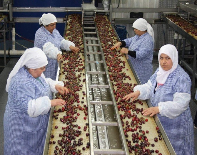 Kiraz İhracatı Çin’le Coşacak
