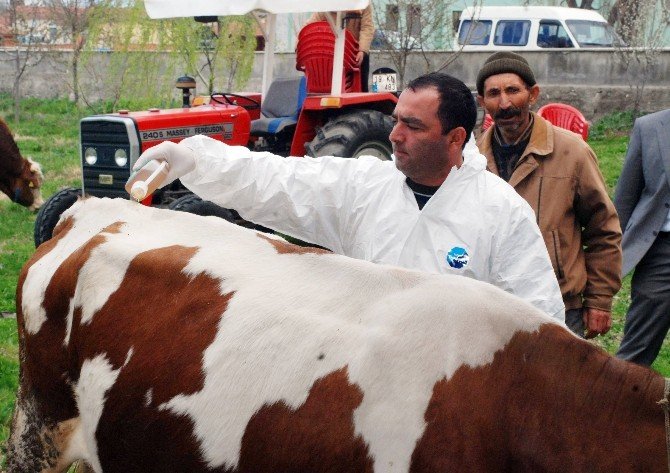 Çorum’da Kene İle Mücadele Çalışmaları Devam Ediyor