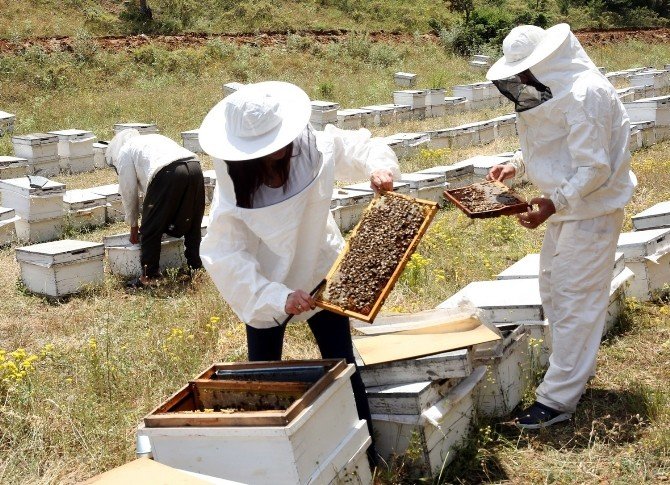 Bu Bölüme Gelen Her Öğrenciye Bir Arı Kolonisi Veriliyor
