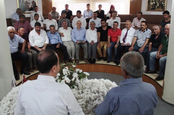 Çukurova’da Sezonun İlk Kütlü Pamuğu Açık Artırmayla Satıldı