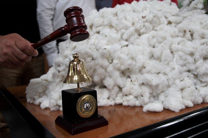 Çukurova’da Sezonun İlk Kütlü Pamuğu Açık Artırmayla Satıldı