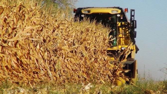 Mısırda Hasat Başladı