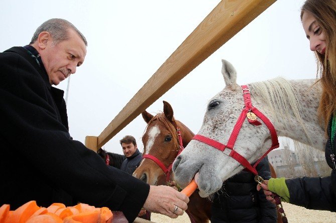Cumhurbaşkanı Erdoğan, Atlara Havuç Yedirdi
