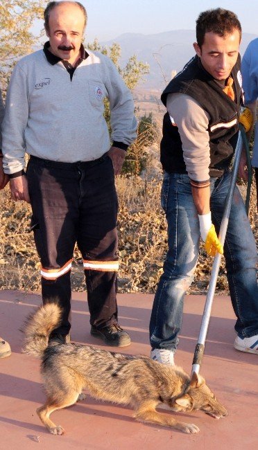 Yavru Çakal Hayata Döndürüldü