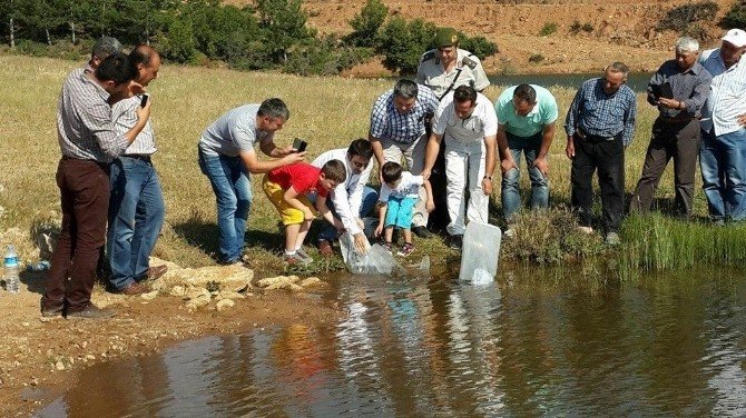 Denizli’de Göletlere 25 Bin Aynalı Sazan Yavrusu Bırakıldı