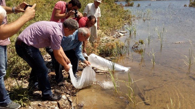 Denizli’de Göletlere 25 Bin Aynalı Sazan Yavrusu Bırakıldı