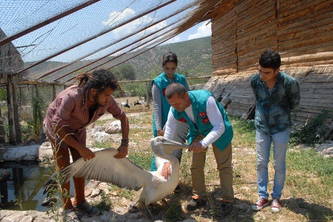 Denizli’de Bulunan Yaralı Pelikan Burdur’da Tedavi Altına Alındı