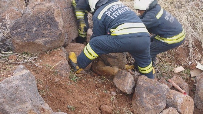 İtfaiyeden ‘Yaralı Köpek’ Seferberliği