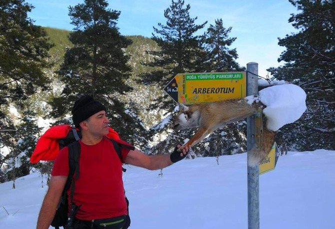 Silahla Vurdukları Tilkiyi Yön Tabelasına Astılar