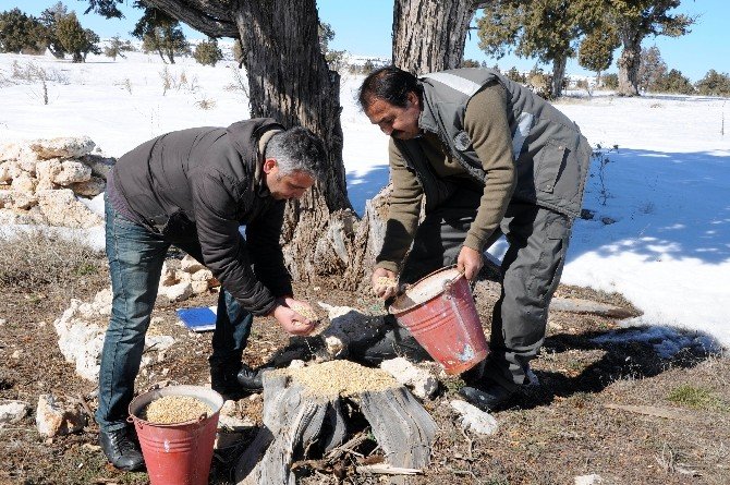Yüksek Rakımlardaki Yaban Hayvanlarına Yem Desteği