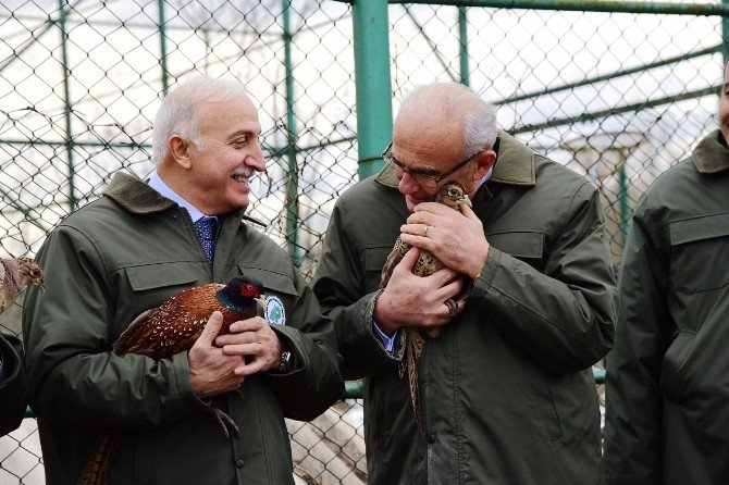 Vali Ve Başkan Hayvanları Yemledi