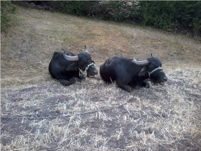 Karadeniz’de Manda Sayısı Arttı