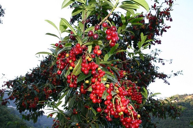 Doğu Karadeniz Bölgesi Üzümsü Meyve Üretiminde Yüzde 3’lük Paya Sahip