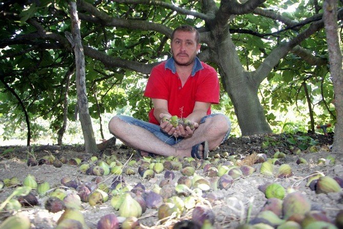 Kraliçe Meyvesini Yağmur Ve Soğuk Hava Vurdu