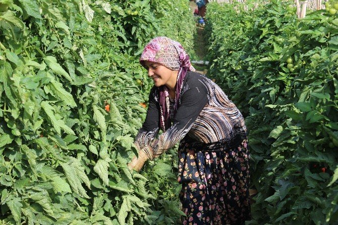 Domates Fiyatları Tarlada Dibe Vurdu